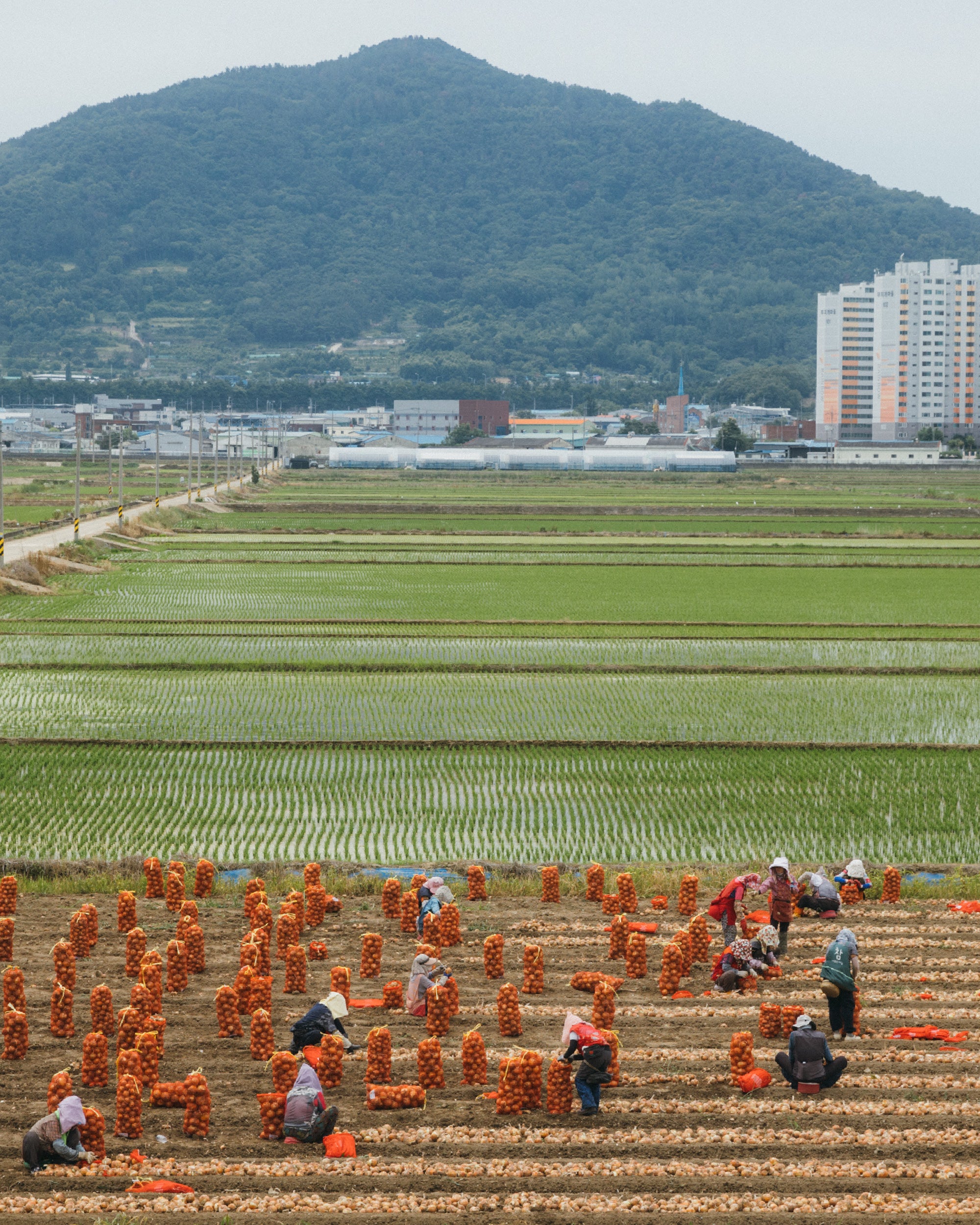 PEPPERMINT Cycling Co.